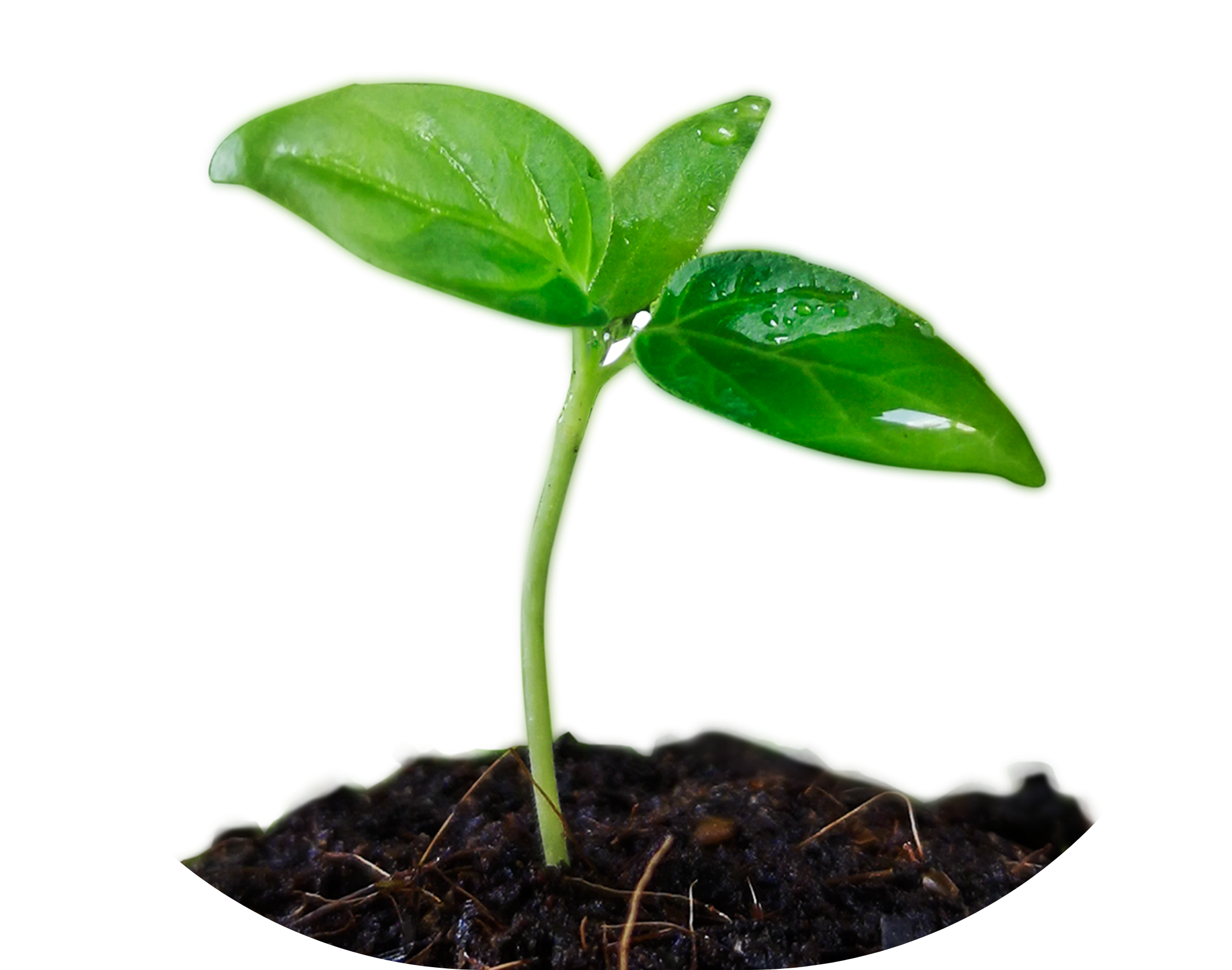 PNG TREE Flip (2)